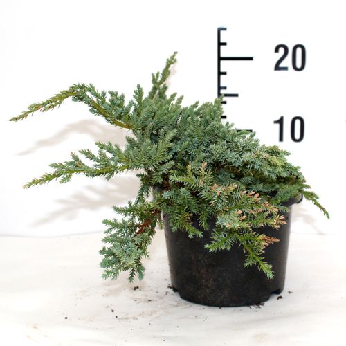 Borovica Juniperus Squamata "Little Joanna" c2 slika 3