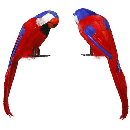 Papagaj Pisana slika 1