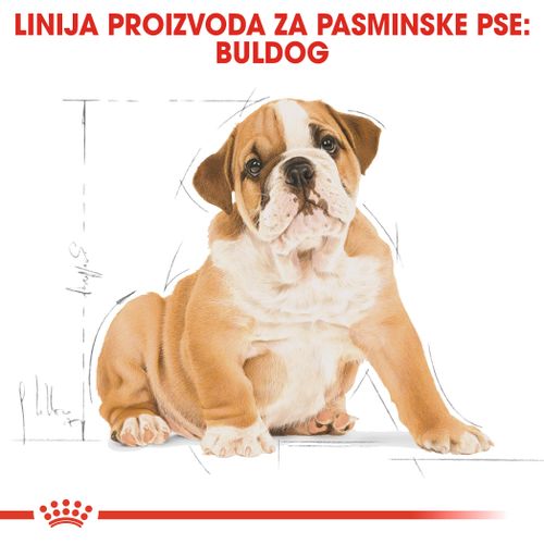 ROYAL CANIN BHN Bulldog Puppy, potpuna hrana specijalno prilagođena potrebama buldoga tijekom rasta (do12 mj.), 3 kg slika 4