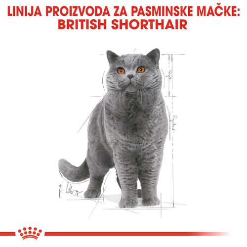 ROYAL CANIN FBN British Shorthair, potpuna i uravnotežena mokra hrana u umaku za odrasle mačke, specijalno za britanske krtkodlake mačke starije od 12 mjeseci, 12x85 g slika 5