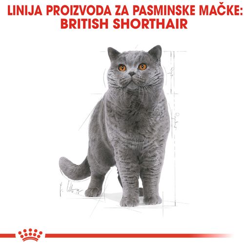 ROYAL CANIN FBN British Shorthair, potpuna i uravnotežena hrana za odrasle mačke, specijalno za britanske krtkodlake mačke starije od 12 mjeseci, 400 g slika 5