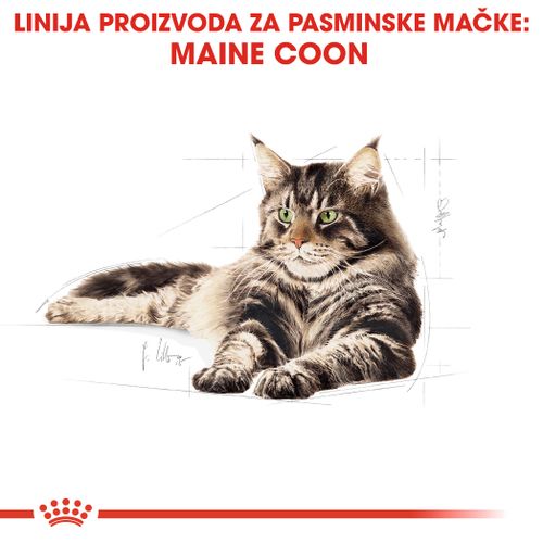 ROYAL CANIN FBN Maine Coon, potpuna i uravnotežena hrana za mačke, specijalno za odrasle mačke pasmine Maine Coon starije od 15 mjeseci, 10 kg slika 4