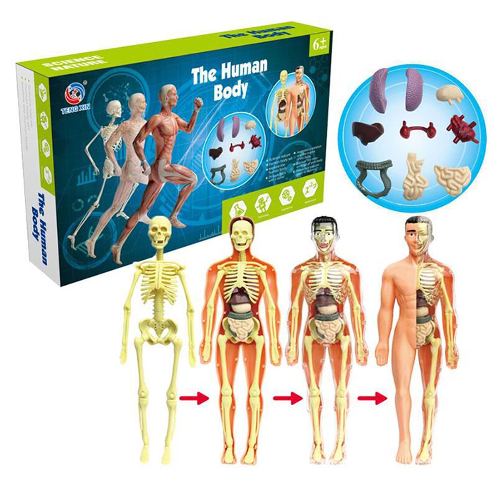 Edukativni set ljudsko tijelo GQS213704 slika 1