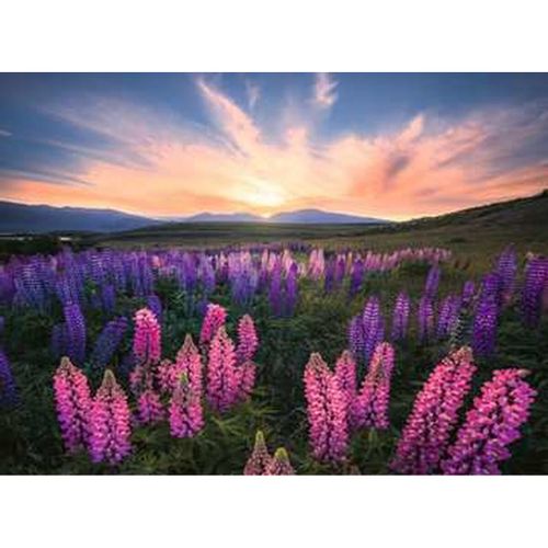 Puzzle Ravensburger 17492 Lupines 500 Dijelovi slika 2