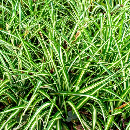 Ukrasna trava (Carex Golden C2) slika 1