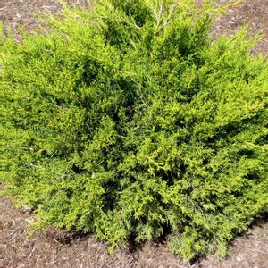 Borovica Juniperus Chinesis "Kuriwao Gold" c2