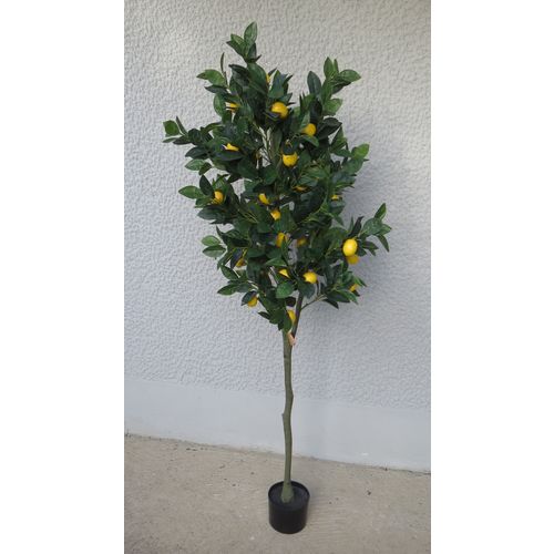 Lilium dekorativno stablo limuna  160cm 567307 slika 2