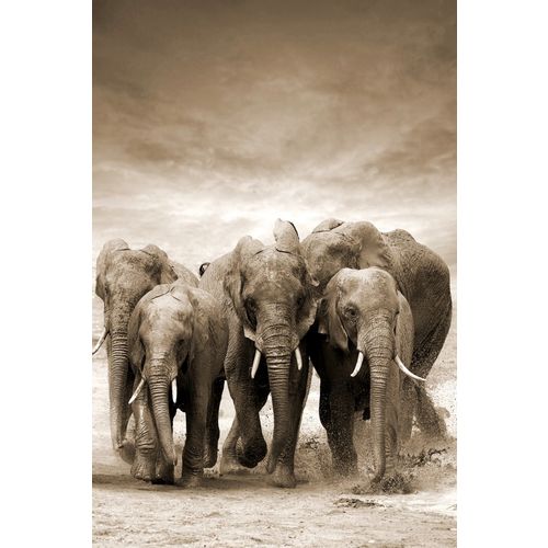 SLIKA 80X120 TOIR21117 - Elephants slika 1