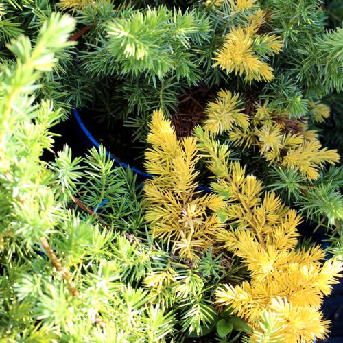 Borovica Juniperus Conferta "Golden Wings" c2 slika 4