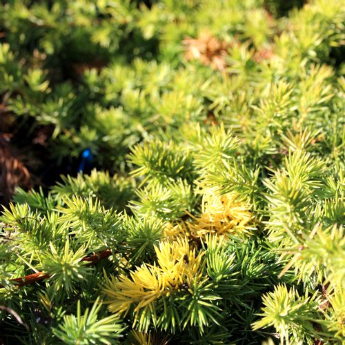 Borovica Juniperus Conferta "Golden Wings" c2 slika 5