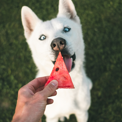 Veterinarske dijete za pse