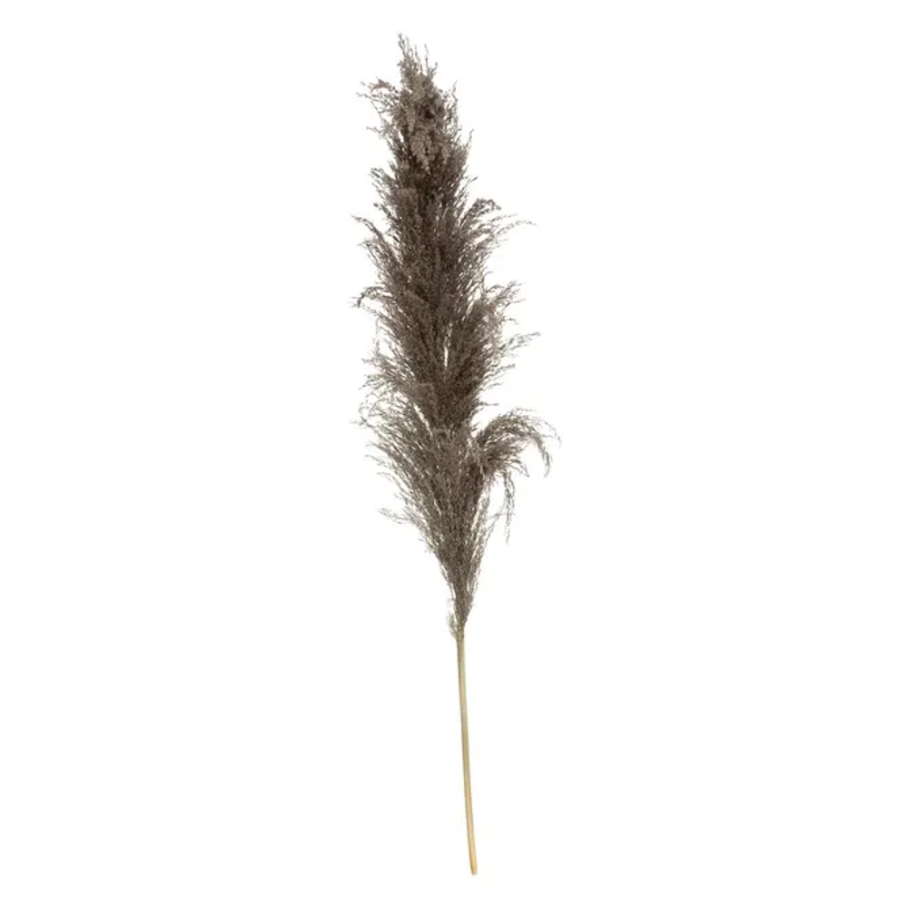 Atmosphera ukrasna grana pampas 110cm 3/1 sušeno bilje smeđa slika 1