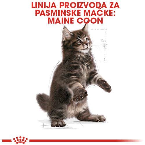 ROYAL CANIN FBN Maine Coon KITTEN, potpuna i uravnotežena hrana za mačke, specijalno za mačiće pasmine Maine Coon do 15 mjeseci starosti, 2 kg slika 6