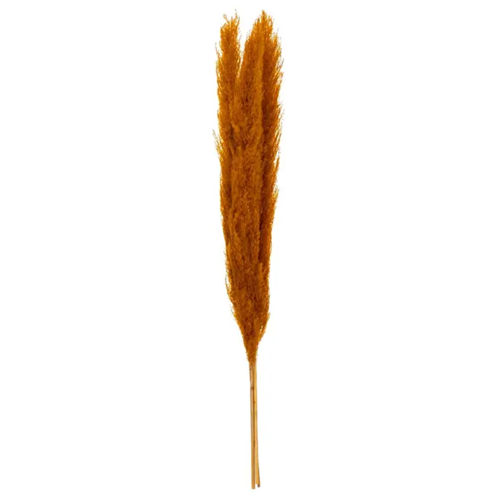 Atmosphera ukrasna grana pampas 110cm 3/1 sušeno bilje oker slika 1