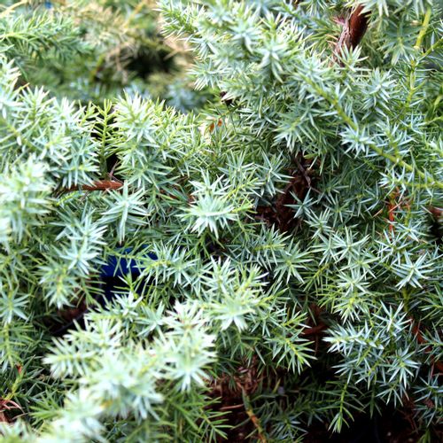 Borovica Juniperus chnensis "Blue alps" c2 slika 4