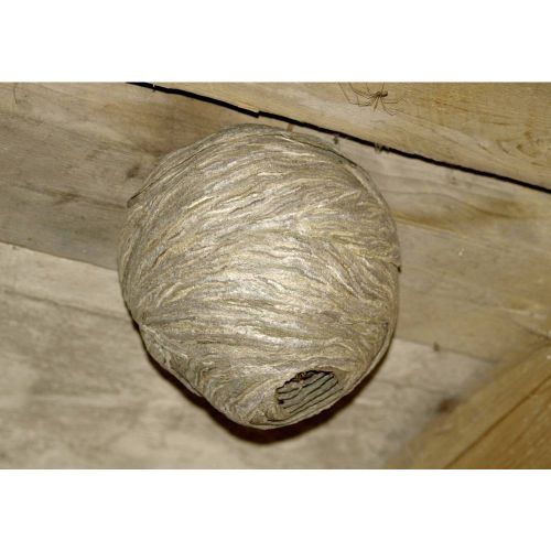 Gardigo  Wasp Nest Dummy  666612  odvraćanje  zamka osinje gnijezdo    (Ø x V) 200 mm x 280 mm    2 St. slika 4