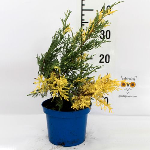 Borovica Juniperus x-media "Blue 'n Gold" c2 slika 3