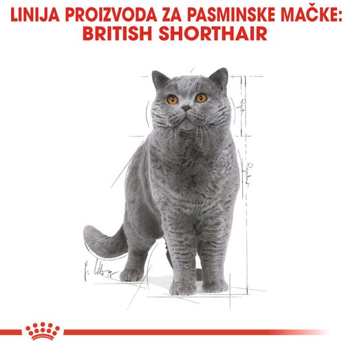 ROYAL CANIN FBN British Shorthair, potpuna i uravnotežena mokra hrana u umaku za odrasle mačke, specijalno za britanske krtkodlake mačke starije od 12 mjeseci, 12x85 g slika 5