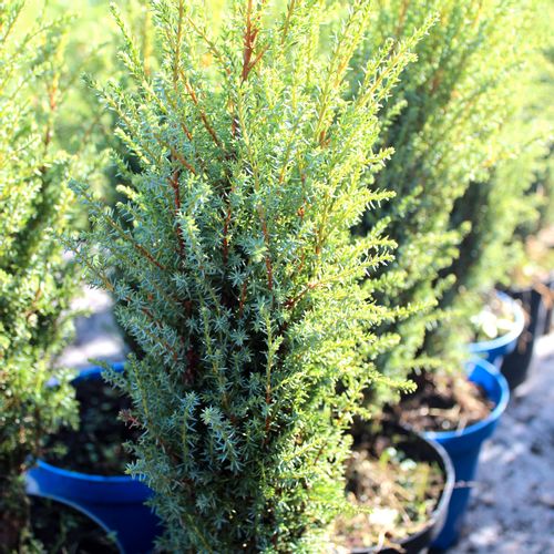 Borovica Juniperus Communis "Compressa" c2 slika 4