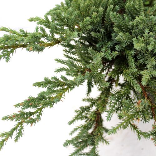 Borovica Juniperus Horizontalis Moench c2 slika 4