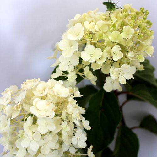 Hortenzija Skyfall (lat. Hydrangea Skyfall) C2 slika 7