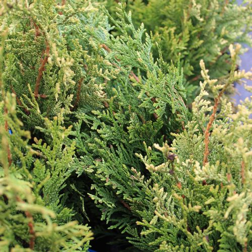 Tuja (Thuja KÓRNIK c2) slika 4