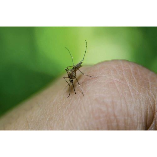 Gardigo  mosquito repeller  66985  ultrazvuk  rastjerivač insekata    (Š x V x D) 65 x 65 x 68 mm  bijela  1 St. slika 3