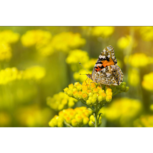 VIANA Immortelle anti-age krema za suhu kožu lica na bazi smilja 50 g slika 5