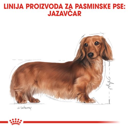 ROYAL CANIN BHN Dachshund (Jazavčar) Adult, potpuna hrana specijalno prilagođena potrebama odraslih i starijih jazavčara, 1,5 kg slika 4