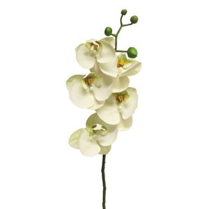 Cvet ORCHID 58cm 13015-0 - White - NNT