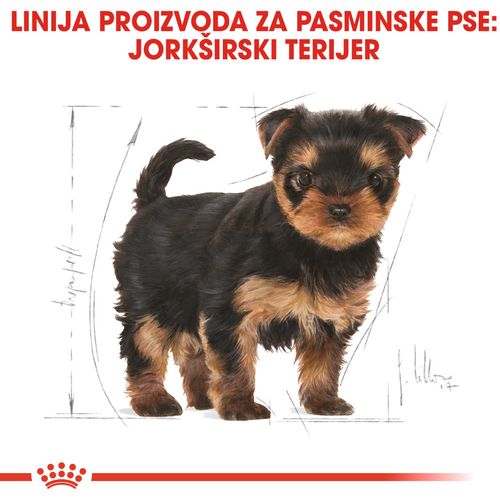 ROYAL CANIN BHN Yorkshire Terrier PUPPY, posebno za štence pasmine jorkširski terijer, do 10 mjeseci, 500 g slika 4