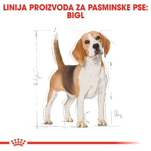 ROYAL CANIN BHN Beagle Adult, Potpuna hrana za odrasle pse pasmine Beagle (starije od 12 mjeseci), 3 kg slika 4