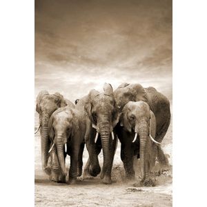 SLIKA 80X120 TOIR21117 - Elephants