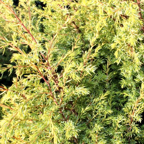 Borovica Juniperus "Gold Pin" c2 slika 5