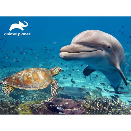 Puzzle 3D - Delfin 500 kom 61x46cm animal planet slika 2