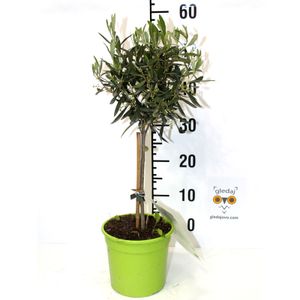 Mini maslina – Patuljasta maslina (Olea Europaea Mini Alberello), 55 cm