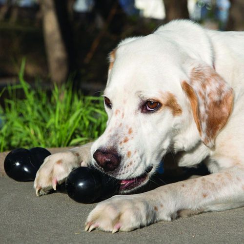 KONG Igračka za psa, Extreme Goodie Ribbon L, 21x8x5 cm slika 3