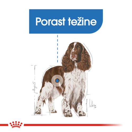 ROYAL CANIN CCN Medium Light Weight Care, potpuna hrana za pse - za odrasle i starije pse srednje velikih pasmina (od 11 do 25 kg) - psi skloni prekomjernoj tjelesnoj težini, 3 kg slika 5