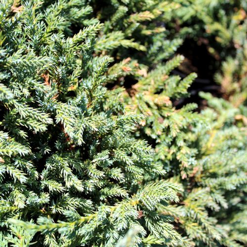 Borovica Juniperus Squamata "Little Joanna" c2 slika 5