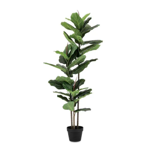 Bizzotto Biljka Fikus Lirata 145 cm zelena