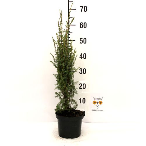 Borovica Juniperus Communis "Arnold" c2 slika 3