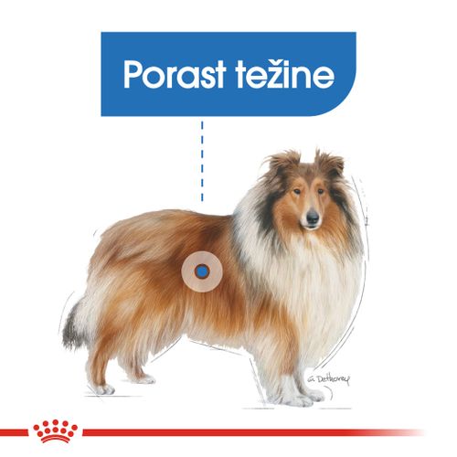 ROYAL CANIN CCN Maxi Light Weight Care, potpuna hrana za odrasle i starije pse velikih velikih (od 26 do 44 kg) - Stariji od 15 mjeseci, 3 kg slika 6