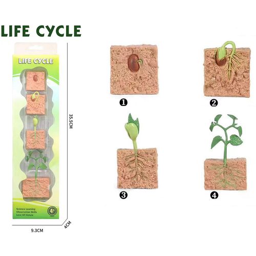 Pertini Životni Ciklus Biljke Set Od 4 Dela slika 2