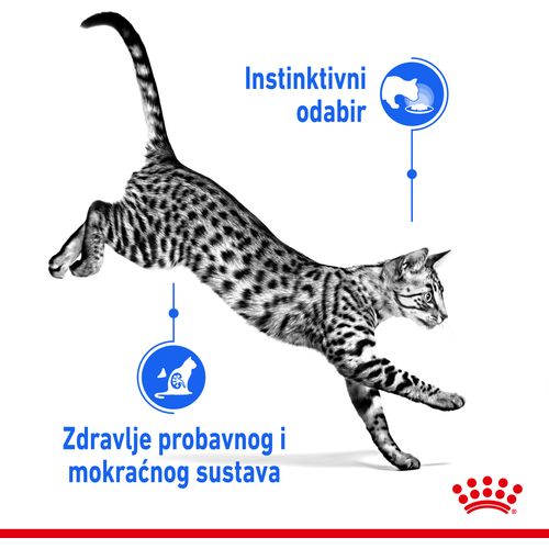 ROYAL CANIN FHN Indoor Gravy, potpuna hrana u vrećici za  odrasle mačke, za mačke koje žive u kući, komadići u umaku, 12x85 g slika 7