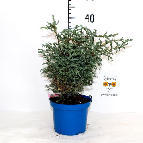 Pjegavi pačempres (Chamaecyparis pisifera "Baby Blue" c2) slika 2