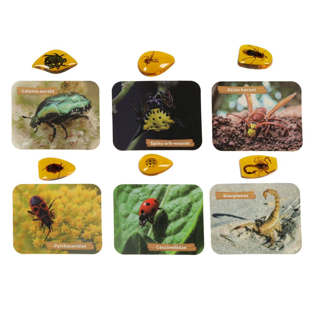 Arheološka iskapanja insekti u jantaru slika 6