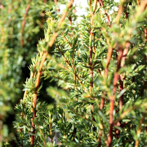 Borovica Juniperus Communis "Arnold" c2 slika 5