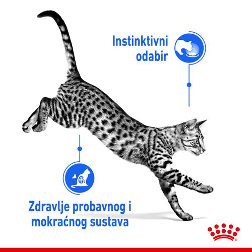 ROYAL CANIN FHN Indoor Gravy, potpuna hrana u vrećici za  odrasle mačke, za mačke koje žive u kući, komadići u umaku, 12x85 g slika 7