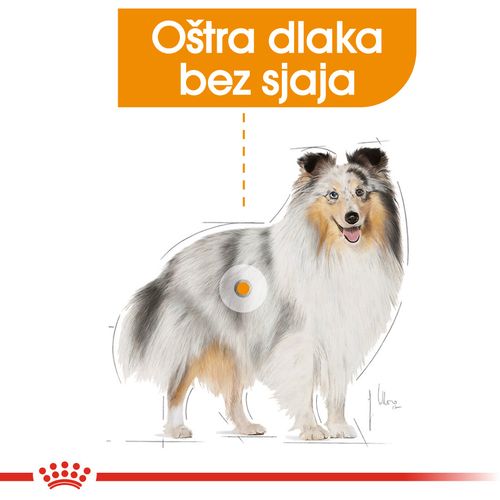 Royal Canin CCN Coat Care Loaf, potpuna hrana za odrasle pse, 12x85 g slika 4