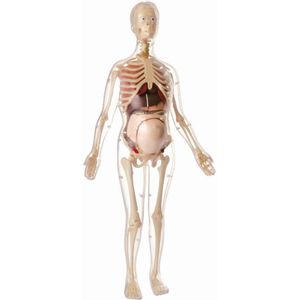 Anatomija Trudne Žene
